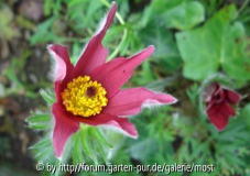 Pulsatilla 20 oktober 13.jpg