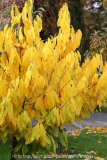 Asimina Herbstfärbung
