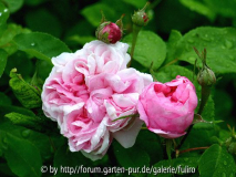 Rosa hybrida bifera Sidonie