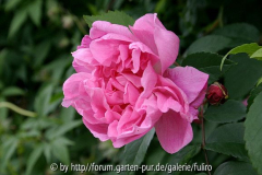 Rosa Mme. Sancy de Parabere