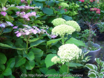 Hydrangea diverse