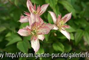Clematis montana Majorie
