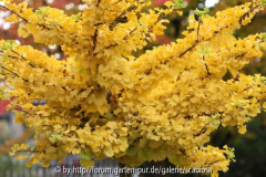 Ginkgo Okt. 2013