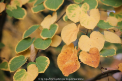 Cercidiphyllum jap.