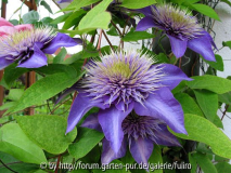 Clematis Hybride Multiblue