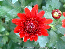 Aster
