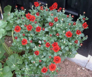 Aster