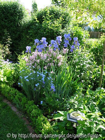Staudenbeet mit Iris, Staudenlein und Zwergflieder
