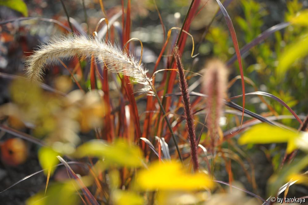 blutgras blüte