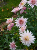Chrysanthemum-Sämling_13-1a.jpg