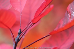 Cotinus dummeri 'Grace'