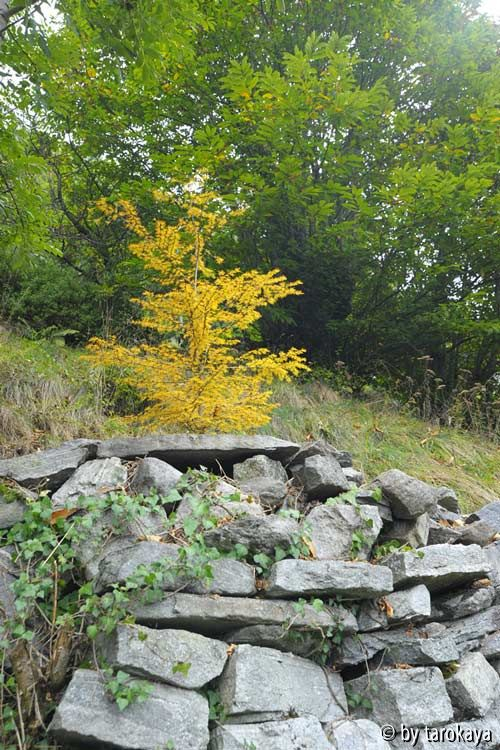 pseudolarix als erste okt13