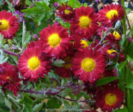 Chrysanthemum_rot_13-1a.jpg