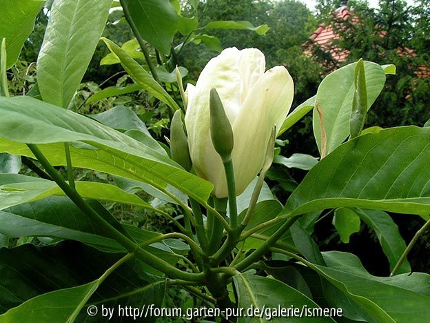 Magnolia duftend