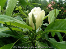 Magnolia duftend