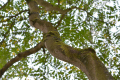 Ailanthus altissima im Boga