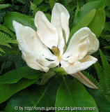 MAgnolia Duftblüte