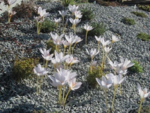 Crocus pulchellus Zephyr