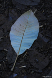 magnoliablatt2