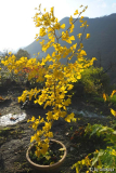 ginkgo biloba okt