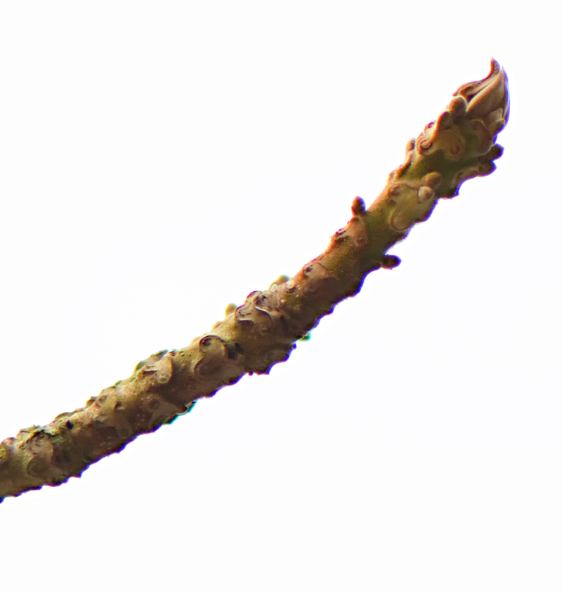 Juglans nigra Zweig?