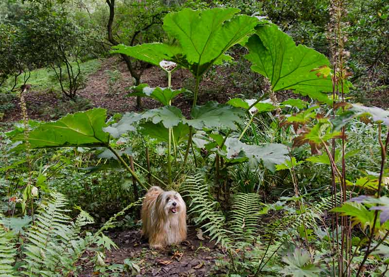 Gunnera September 2011
