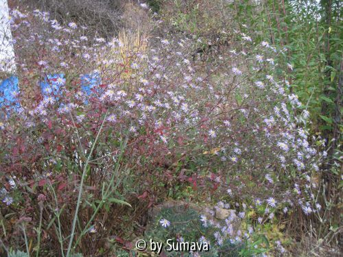 Aster turbinellus