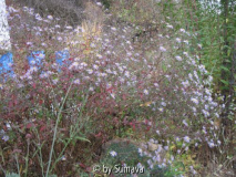 Aster turbinellus