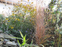 Rudbeckia triloba 