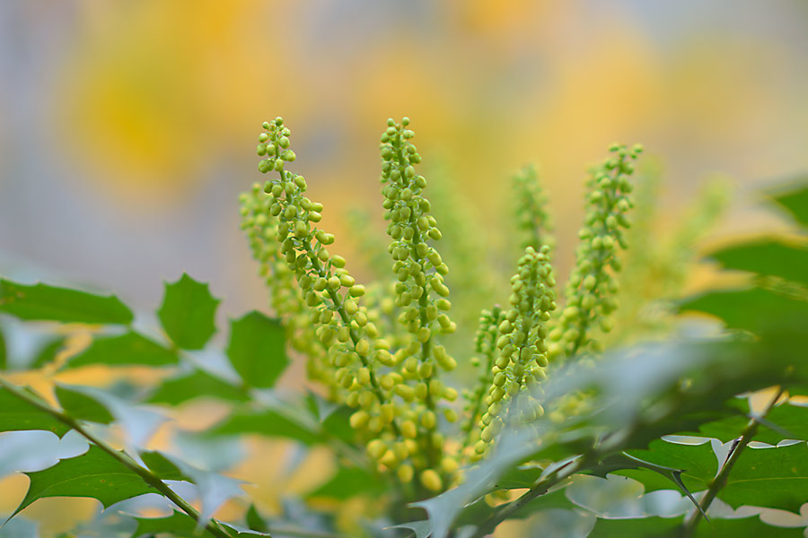 Mahonia x media ´Winter Sun´