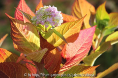Hydrangea 'Endless Summer'