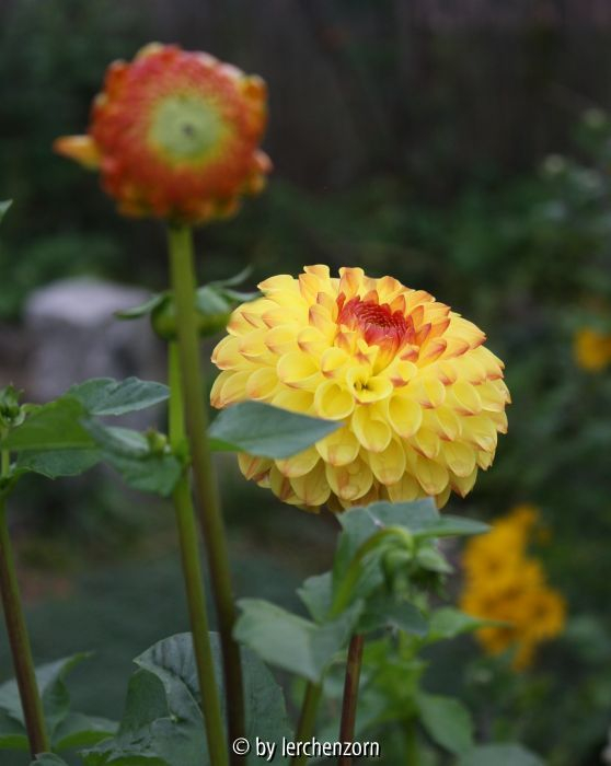Dahlia Cult.