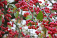 Malus 'Red Sentinel'