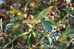Malus coronaria 'Charlottae' Detail