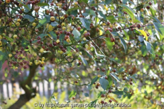 Malus coronaria 'Charlottae'