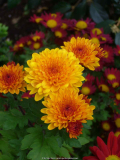 Chrysanthemum_orange_13-1a.jpg