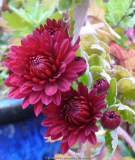 Chrysanthemum_rot_gefüllt_13-1a.jpg
