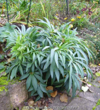 Helleborus_foetidus_13-1a.jpg