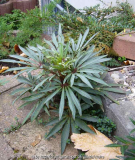 Helleborus_foetidus_13-2a.jpg