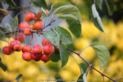 Malus 'Evereste'