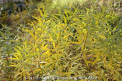 Amsonia Nov. 2013