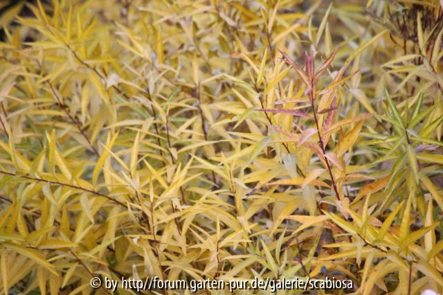 Amsonia Okt. 2012
