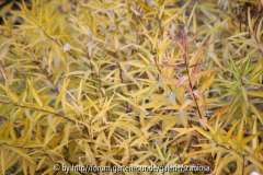 Amsonia Okt. 2012