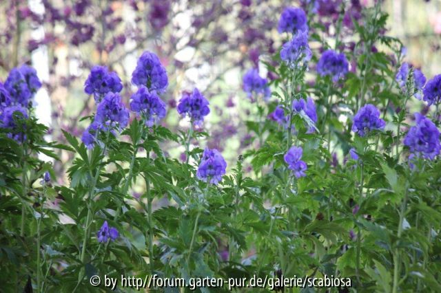 Aconitum Nov. 2013