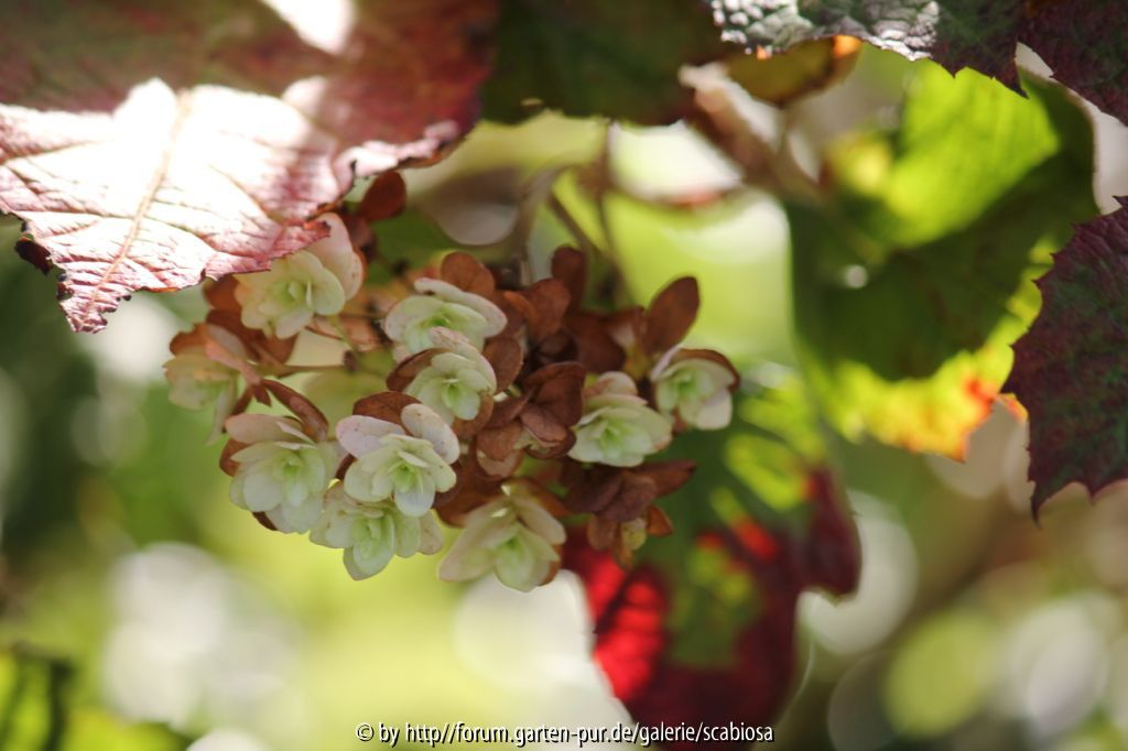 Hydrangea quercifolia Nov. 2013