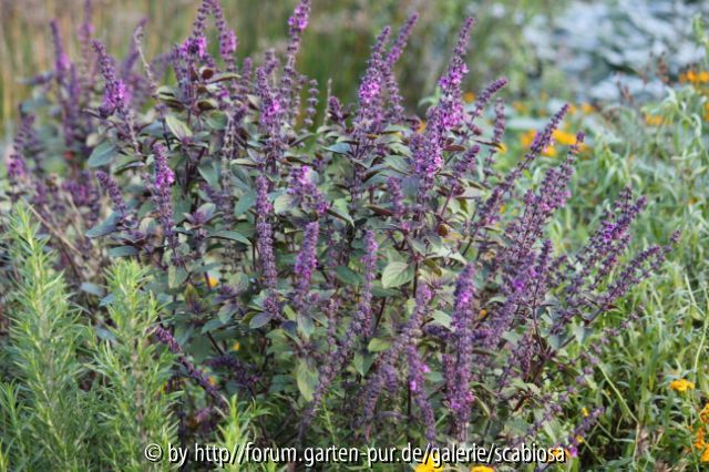 Salvia ?, Nov. 2013