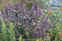 Salvia ?, Nov. 2013