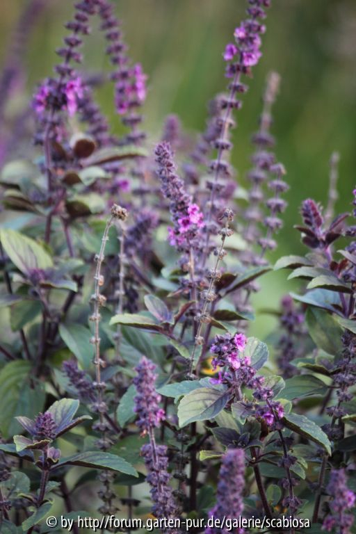 Salvia ?, Nov. 2013