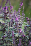 Salvia ?, Nov. 2013