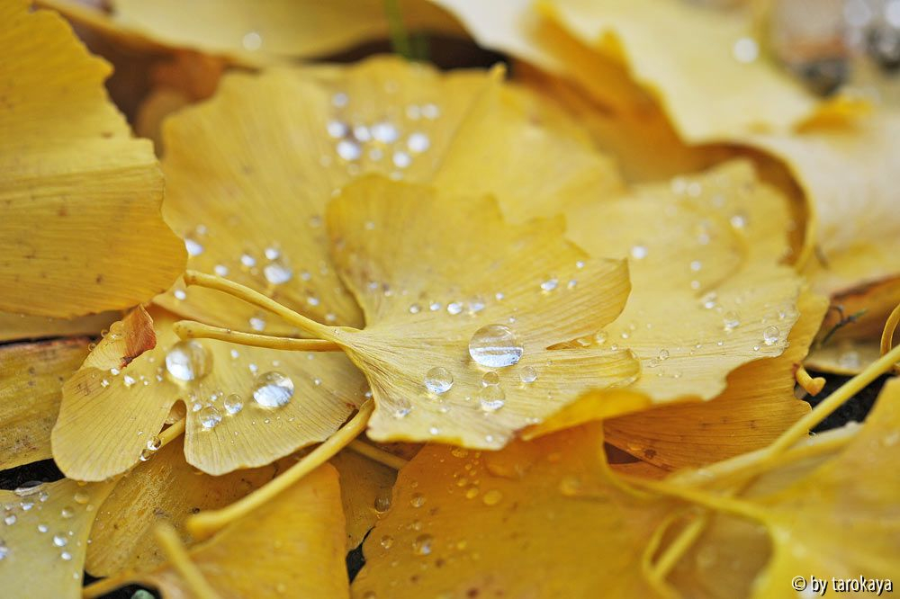 ginkgo herbstblätter wasserperlen